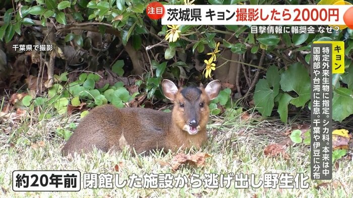 約20年前に閉館した施設から逃げ出し野生化したという