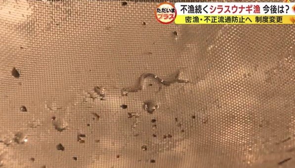 シラスウナギ