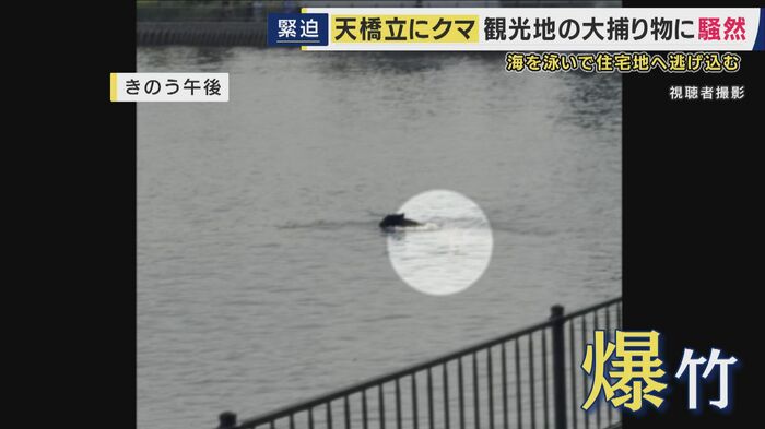 泳いでいたクマに爆竹が鳴らされた