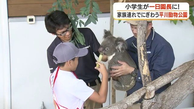 コアラに食事を与える篠原さん