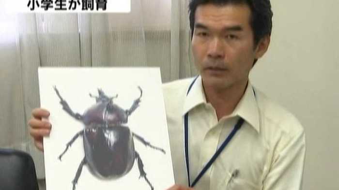 左側は「オス」で右側は「メス」!超珍しいカブトムシ小学生が発見