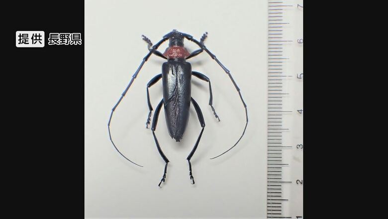 「早くいなくなって」外来カミキリ“クビアカ”　桃やプルーンの木を枯らす恐れ　長野県内で241本に被害　県が対策会議「早期の発見・防除を」　被害拡大の佐久地域で薬剤の配布進む｜FNNプライムオンライン