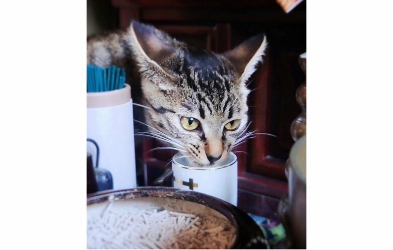 毎日「仏壇の水」がなくなる！？“怪奇現象”の正体は子猫だった…ゴクゴク見事な飲みっぷりに爆笑｜FNNプライムオンライン
