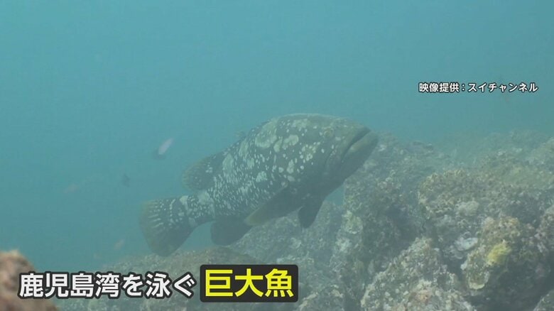 「謎の巨大魚」鹿児島湾に現る　体長約1ｍの白いまだら模様で食欲旺盛　養殖場にしかいないはずが…在来種への影響懸念｜FNNプライムオンライン