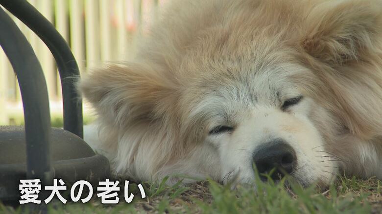 ペット長寿化に元教師が「老犬ホーム」設立　愛犬の幸せな一生願い、家族を支える…長期預かりや看取りも【長野発】