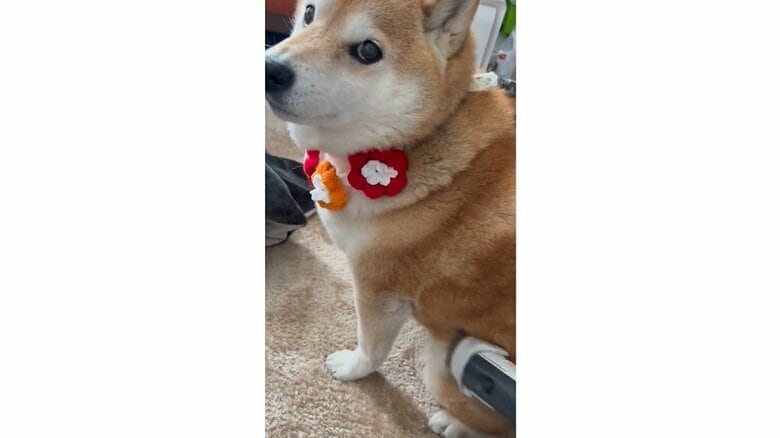「アタシだけを吸っていて」“掃除機愛”にあふれる柴犬がかわいい！こたつ布団に嫉妬し“奪取”…いつもそうなのか飼い主に聞いた｜FNNプライムオンライン