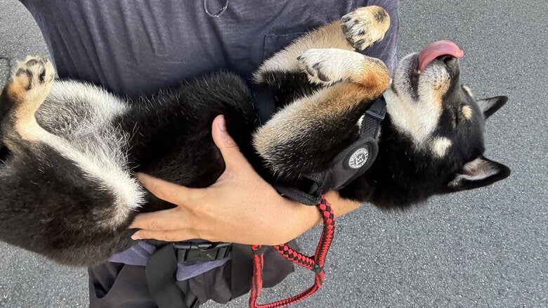 計画通り？“拒否柴”スキルを発動する愛犬がかわいい…散歩より“抱っこ”が好きなのか飼い主に聞いた｜FNNプライムオンライン