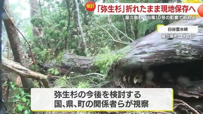 どうする弥生杉！？　台風で折れた樹齢推定3000年の屋久杉を関係者が視察　その生命力に樹木医も驚き｜FNNプライムオンライン