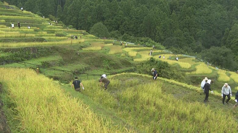 “日本の棚田百選”にも選ばれた『丸山千枚田』で稲刈り オーナーやボランティア等が鎌を手に楽しむ｜FNNプライムオンライン