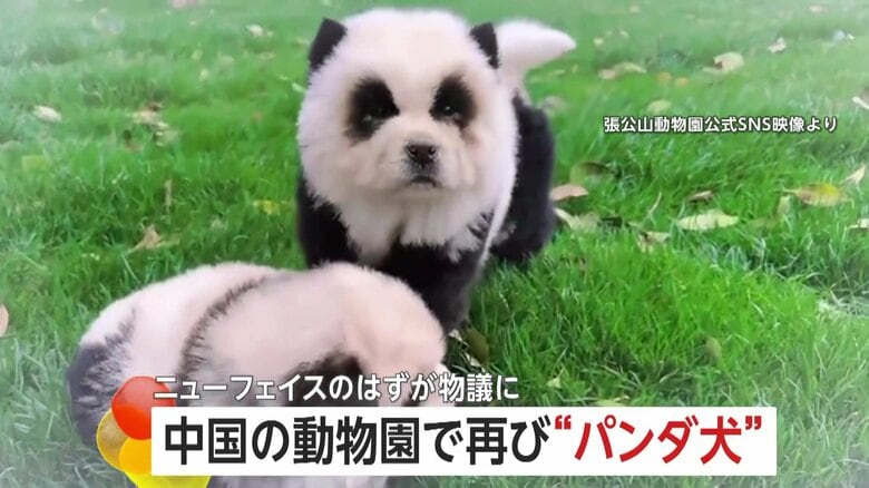 【再騒動】「これは動物虐待だ！」“パンダ犬”が中国の動物園に再び登場し論争に　苦情相次ぎ展示取りやめてペットショップに返却｜FNNプライムオンライン