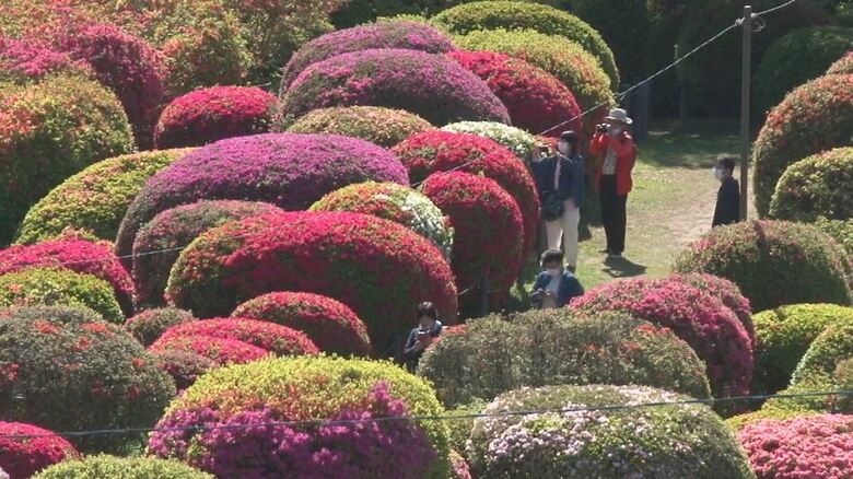 赤、ピンク、紫　ツツジが見ごろ　約30種類、3万株が咲き揃う　長野・岡谷市の鶴峯公園｜FNNプライムオンライン