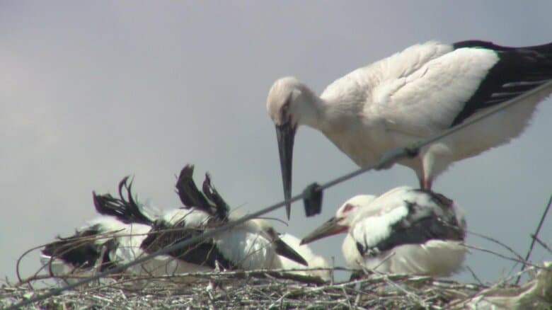 コウノトリが“電柱の巣”で子育て ひな4羽が元気に成長 九州唯一の繁殖地、佐賀・白石町での巣づくりは4年連続|FNNプライムオンライン