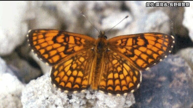 「貴重なチョウなので捕まえたかった」岡山県の55歳男を逮捕　絶滅危惧種「コヒョウモンモドキ」を捕獲した疑い　捕獲による逮捕は全国初 　長野・松本市の乗鞍高原｜FNNプライムオンライン