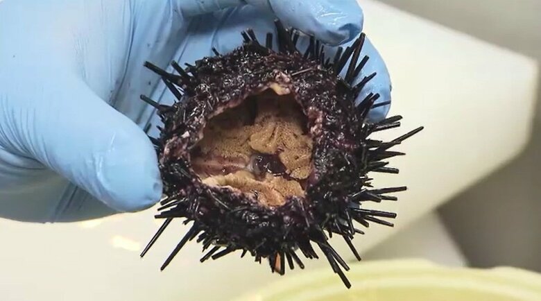 香川に新しい食のブランド「讃岐うどん雲丹」が誕生　瀬戸内海の「磯焼け」と「フードロス」の課題解決へ【香川発】｜FNNプライムオンライン