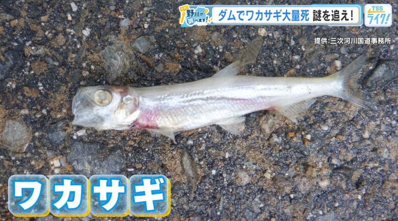 その数、なんと１万匹！ダムで『ワカサギの死骸』発見！本来いないはずの魚… 実態を野川アナが調査！広島｜FNNプライムオンライン