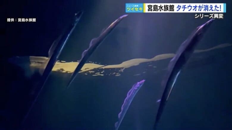 宮島水族館のシンボル「タチウオ」姿消す…広島県の漁獲量が10年間で約10分の1まで激減｜FNNプライムオンライン