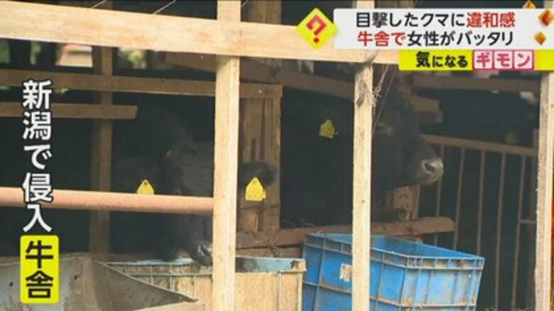 「クマは痩せていた」牛舎でウシと共に餌たべる…作業中の女性は無事　冬眠前ラストスパートで出没増か　新潟・新発田｜FNNプライムオンライン