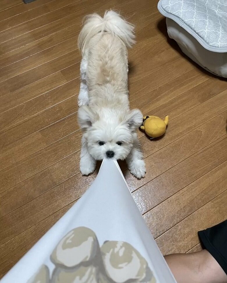 シャツがワンピースのように…