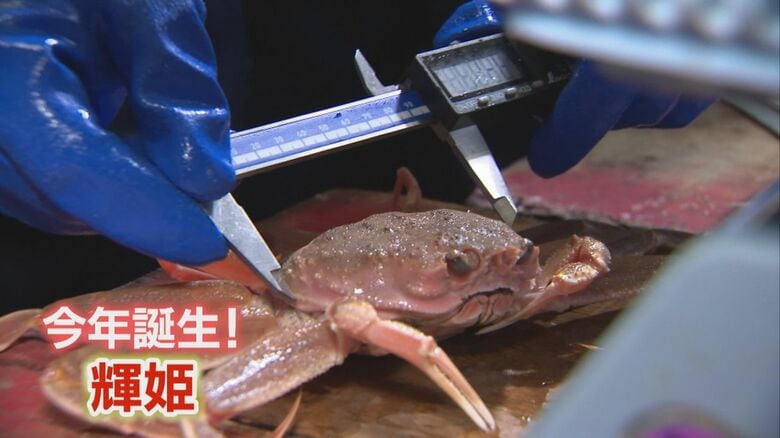 審査される輝姫の候補