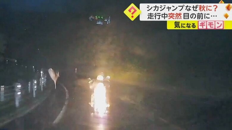シカがガードレールを跳び越え、バイクの前を走り抜ける瞬間④