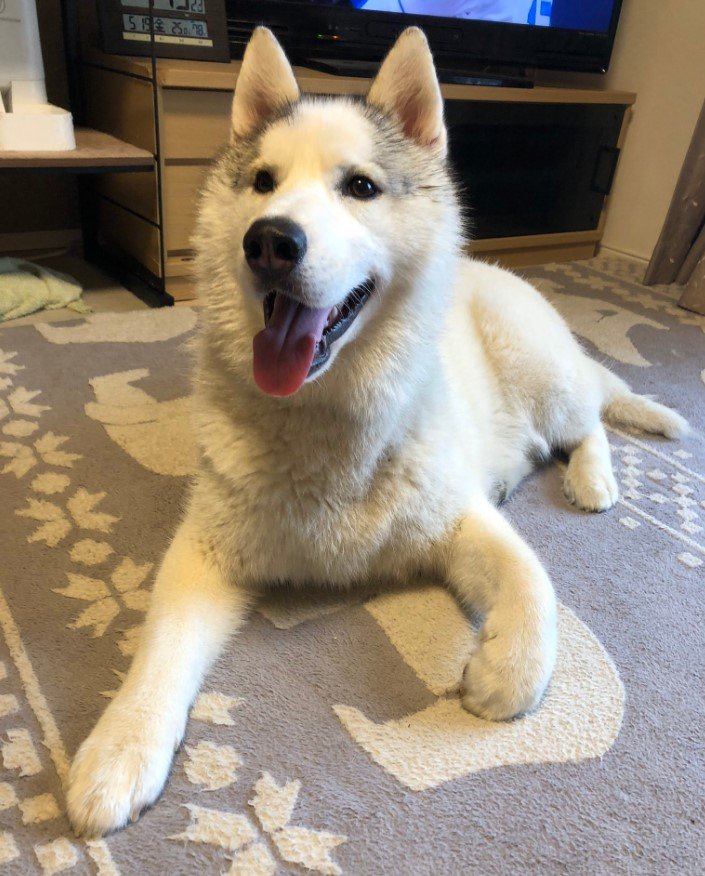 提供：斑柄兄妹（銀太と緋那子）さん