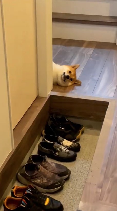 提供：柴犬はらみさん