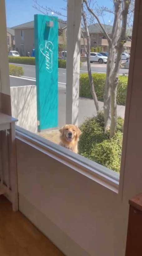 ケーキ屋さんで飼い主を待っているとき（提供：Mellow Yellow Tさん）