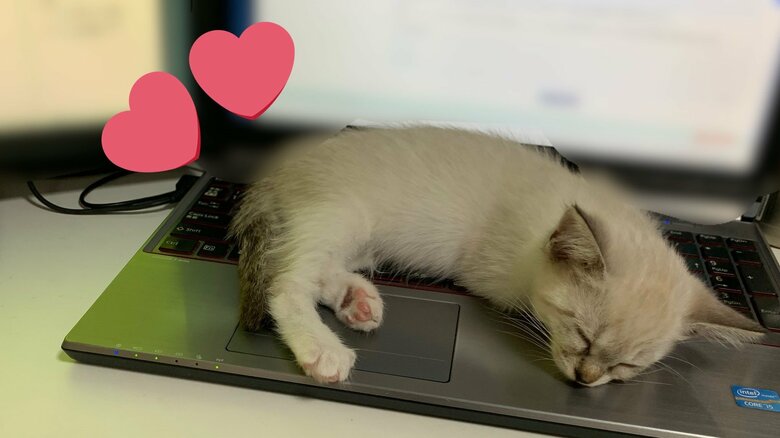 PCの上で寝そべる様子