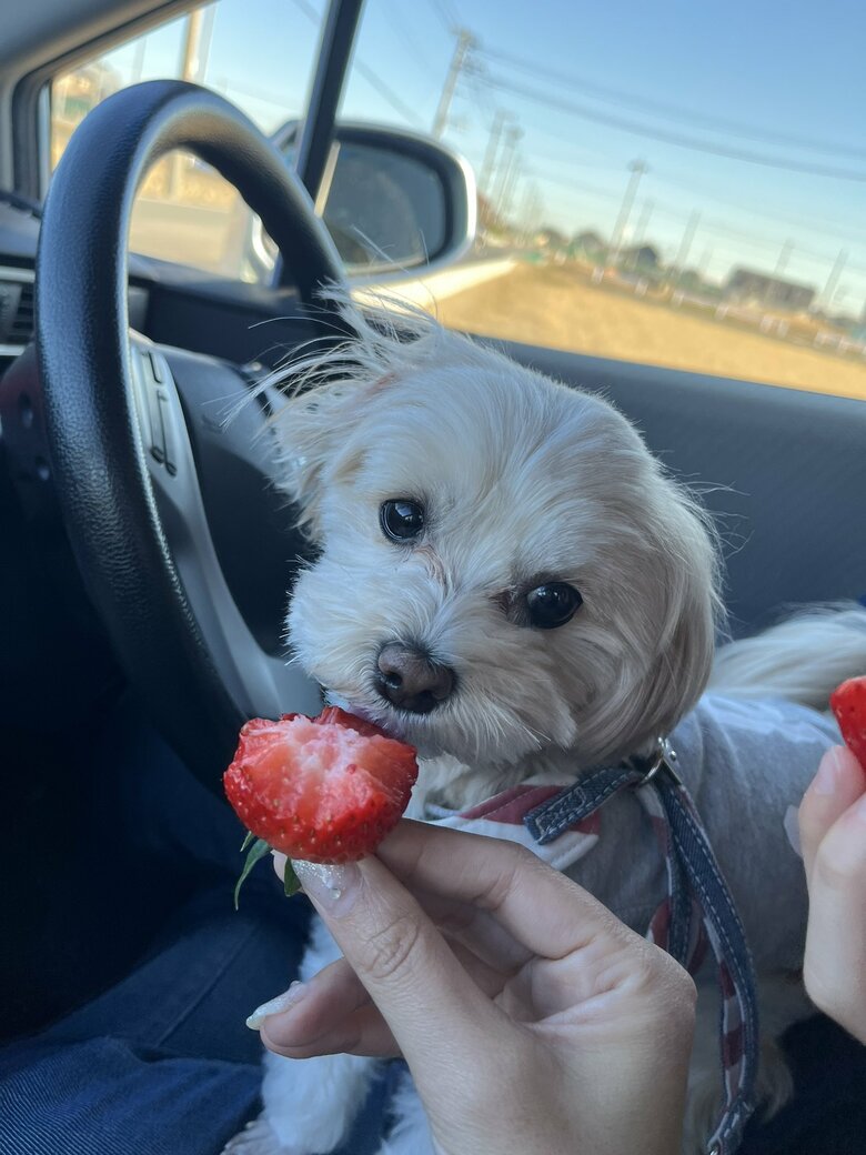 千葉にイチゴを食べに
