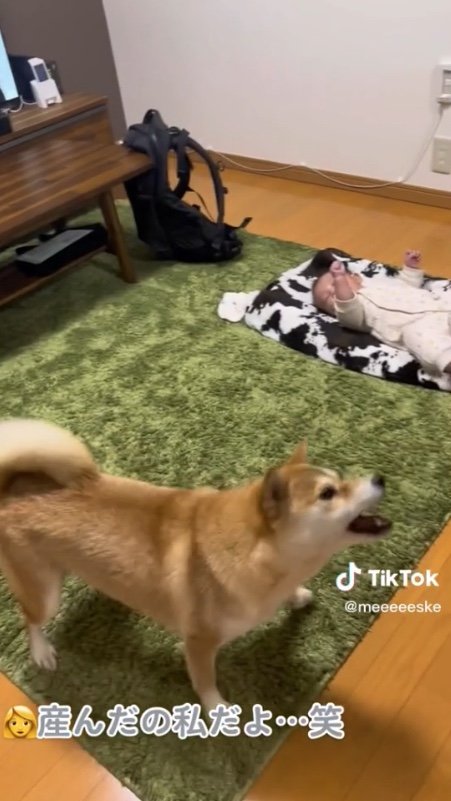 提供：柴犬こちゃんさん