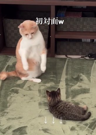 提供：たーにゃ。さん