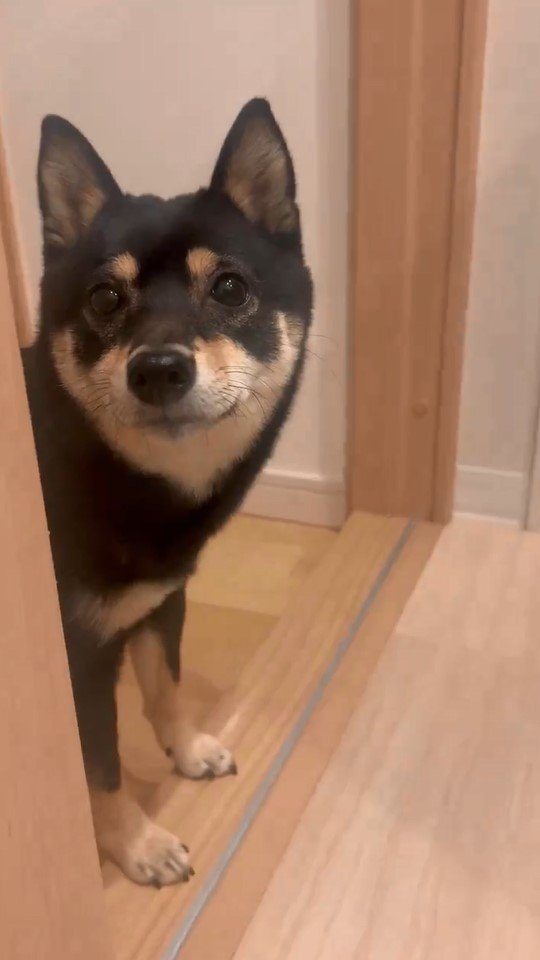 提供：豆柴ごま娘さん