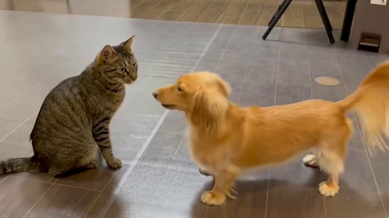 ねこくんの前で、テンション高めのボンくん