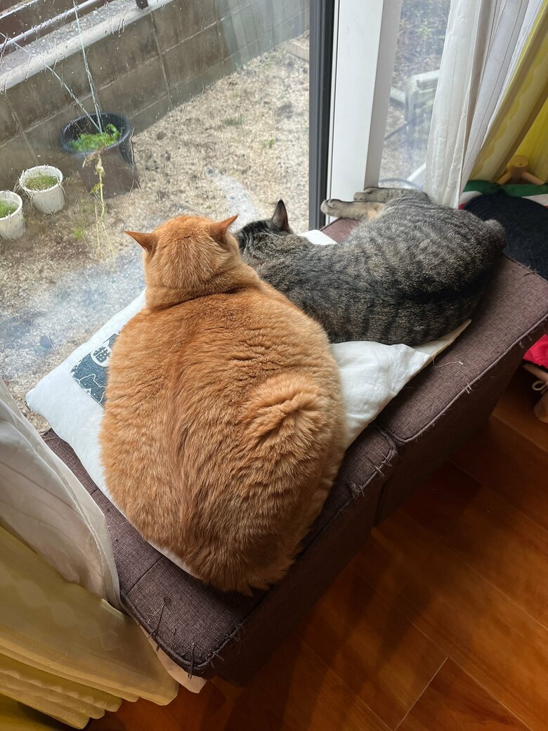 提供：すずつむふうさん