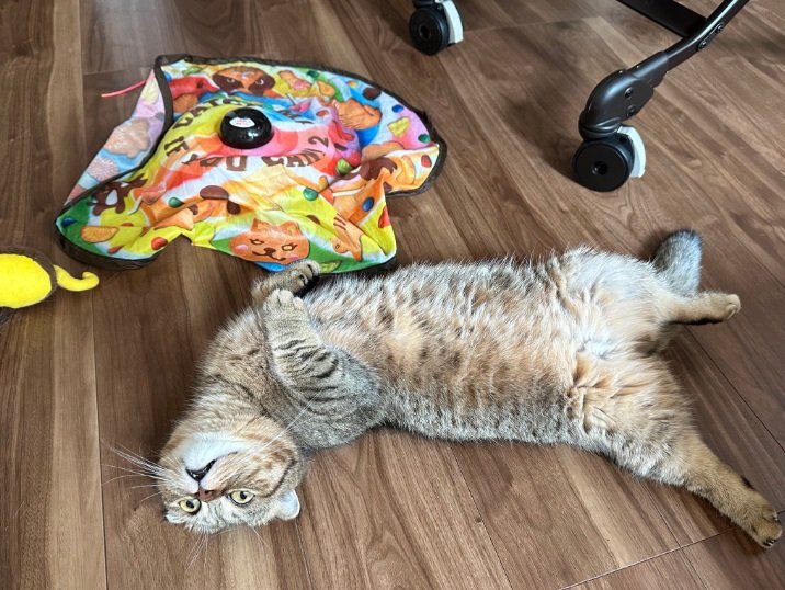 遊び疲れたたぬ吉くん