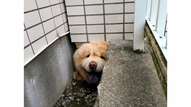 どうやってそんな状態に…