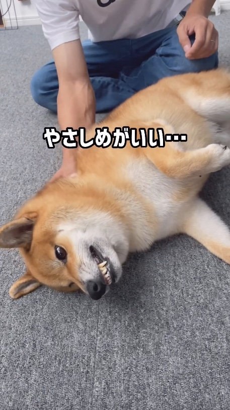 提供：柴犬ぽてとさん