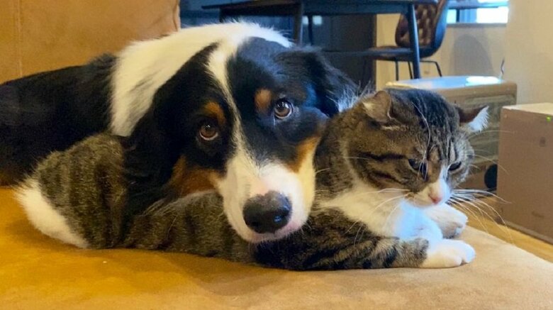 乗られても大丈夫