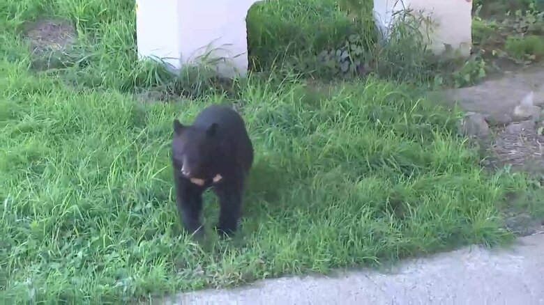 10月、盛岡市役所裏の中津川に出没したクマ（盛岡市内丸）