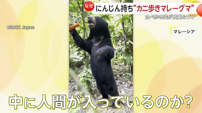 中に人間が入っているのではないのかと疑いたくなる姿