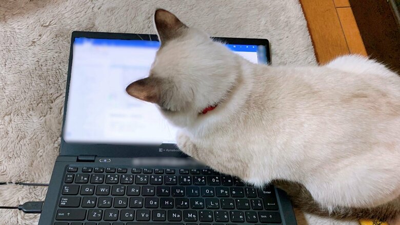 PCがお好きな様子