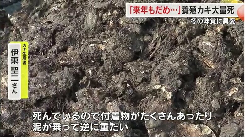 泥が乗ったカキ