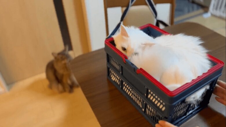 フィット！