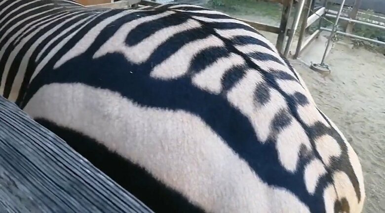 お尻の方まで黒ラインがある（提供：福山市立動物園）