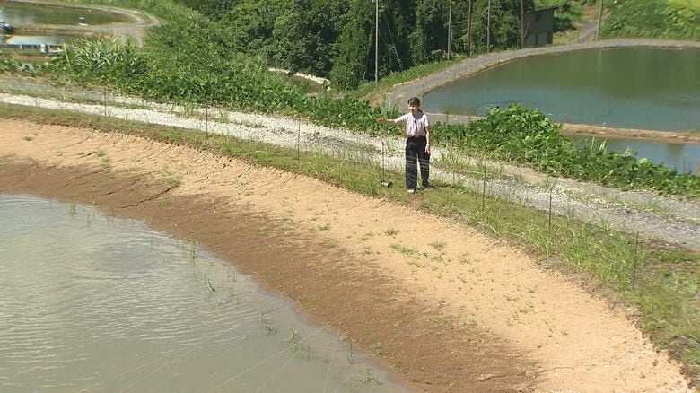 本来、池の水は記者の足元まであるという