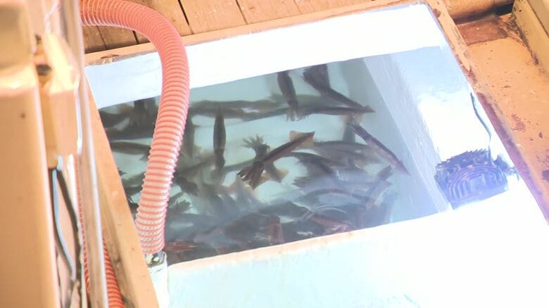 獲れたのは約345キロ