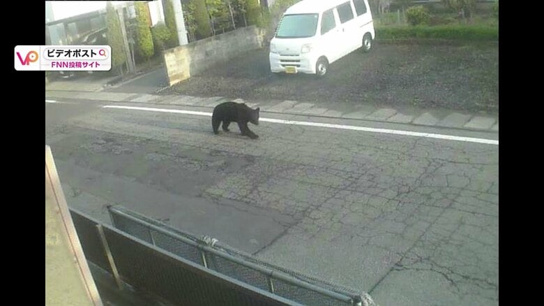 秋田市の市街地でもクマの出没が相次いでいる