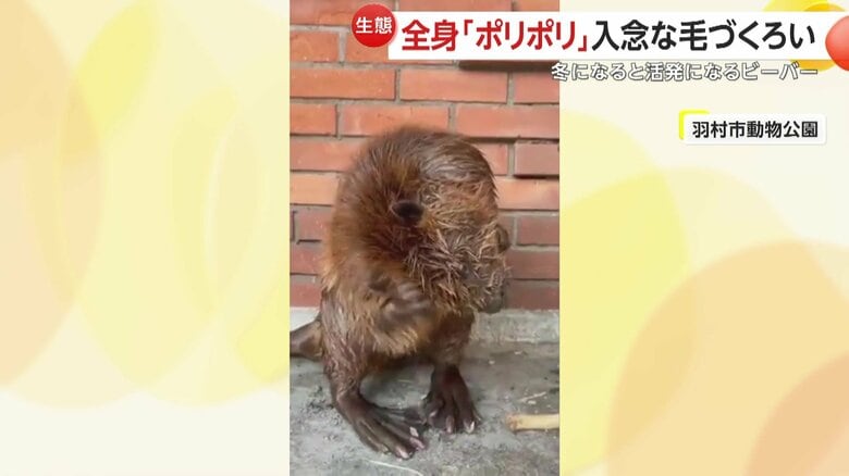 ビーバーは寒い冬を乗り切るために、巣材や食料集めにいそしむという