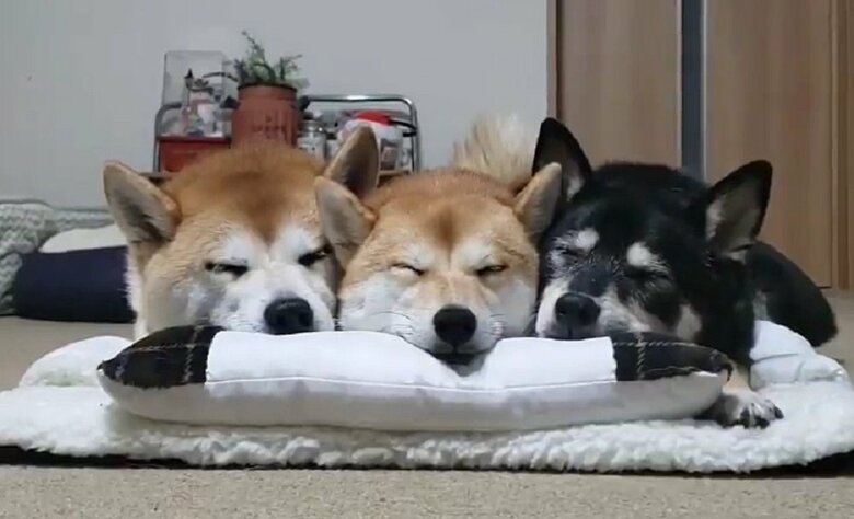 そろってウトウト