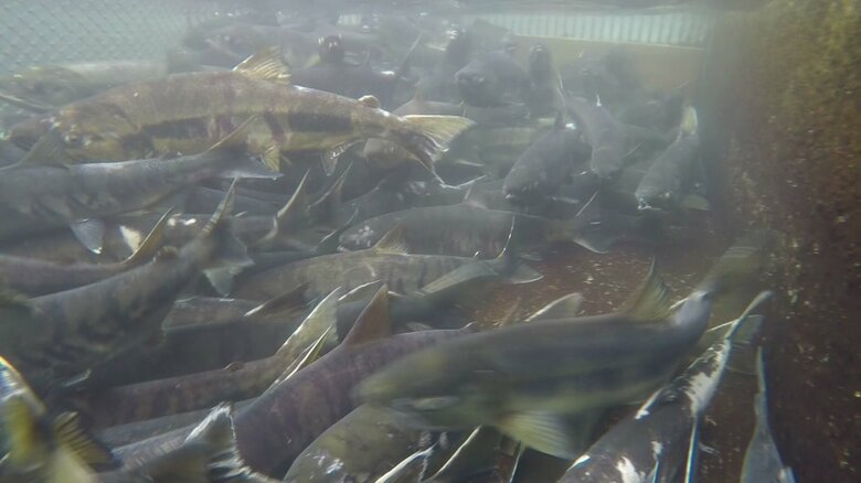 サケの不漁が続き、加工品販売にも影響が出ている（資料画像：にかほ市川袋川にのぼってきたサケ）
